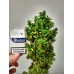 Mexican Airlines Auto - FastBuds